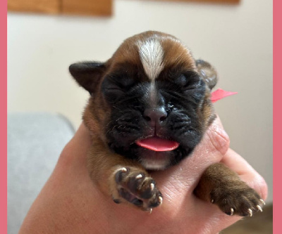CHIOT