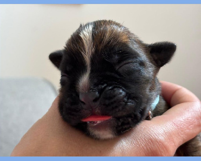 CHIOT