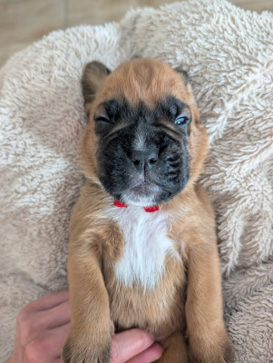 CHIOT 1