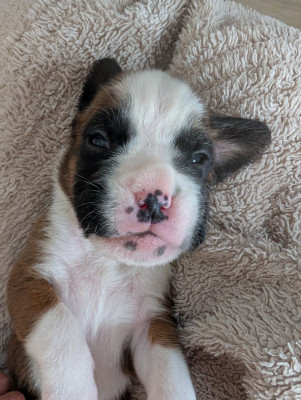 CHIOT 3