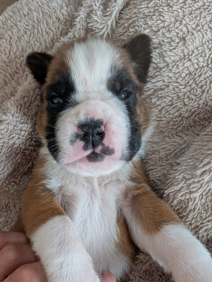 CHIOT 7