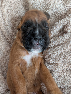 CHIOT 5