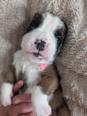 CHIOT 4