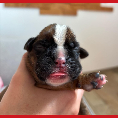 CHIOT