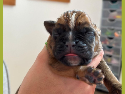 CHIOT