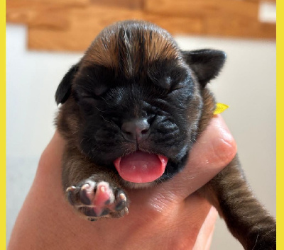 CHIOT