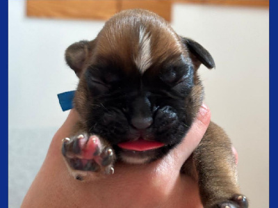 CHIOT