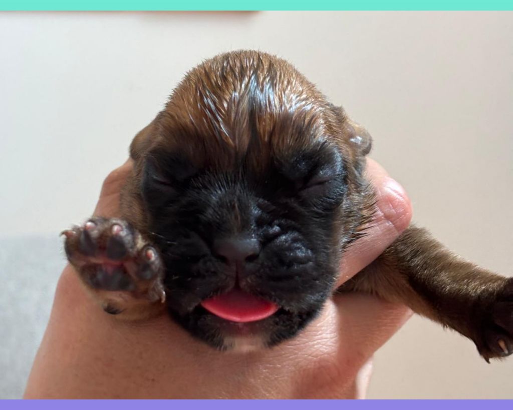De La Vallée Des Borderies - Chiots disponibles - Boxer