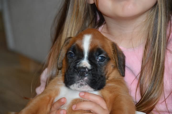 De La Vallée Des Borderies - Chiots disponibles - Boxer