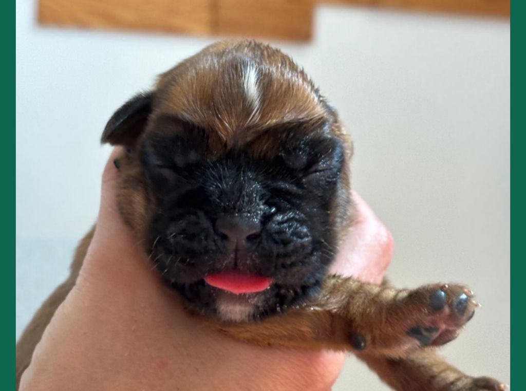 De La Vallée Des Borderies - Chiots disponibles - Boxer