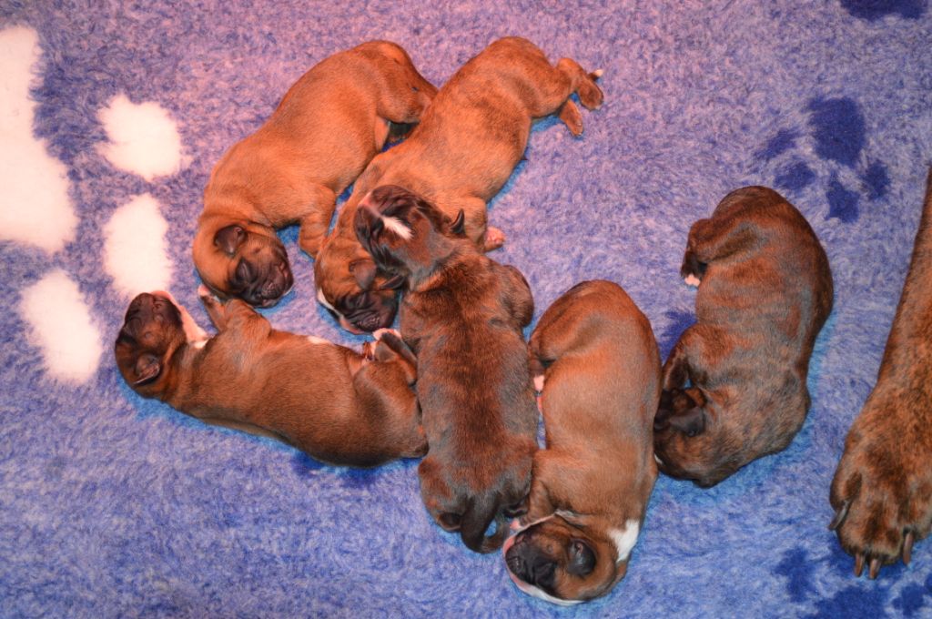 Chiot Boxer De La Vallée Des Borderies