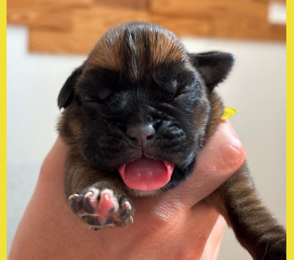 De La Vallée Des Borderies - Chiots disponibles - Boxer