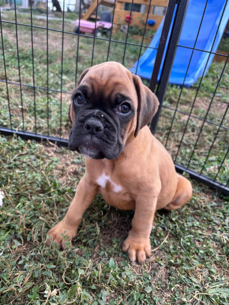 De La Vallée Des Borderies - Chiots disponibles - Boxer