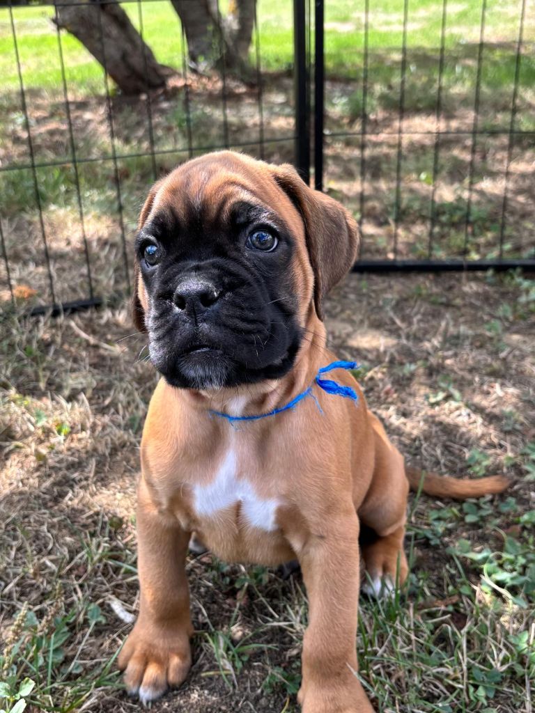 De La Vallée Des Borderies - Chiots disponibles - Boxer