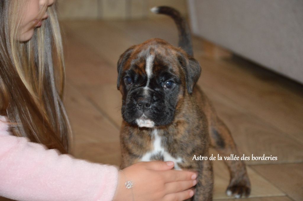 De La Vallée Des Borderies - Chiots disponibles - Boxer