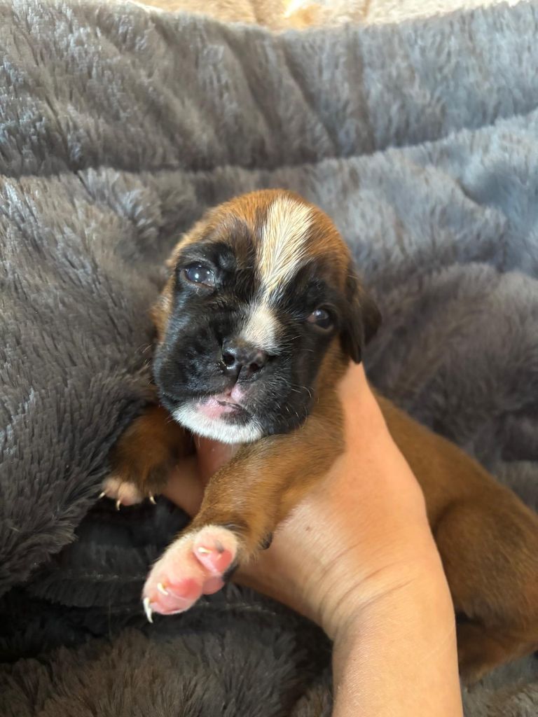 De La Vallée Des Borderies - Chiots disponibles - Boxer