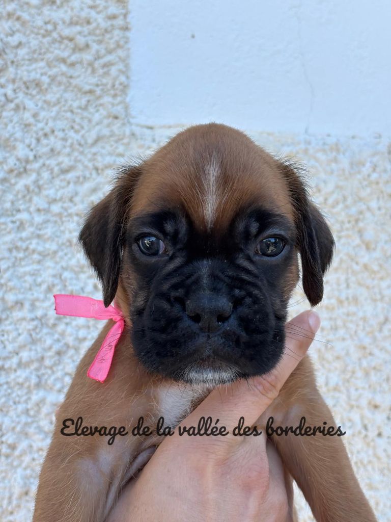 De La Vallée Des Borderies - Chiots disponibles - Boxer