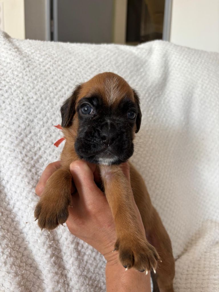 De La Vallée Des Borderies - Chiots disponibles - Boxer