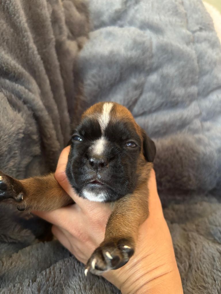 De La Vallée Des Borderies - Chiots disponibles - Boxer