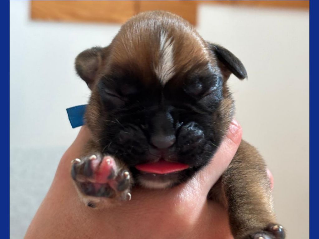 De La Vallée Des Borderies - Chiots disponibles - Boxer