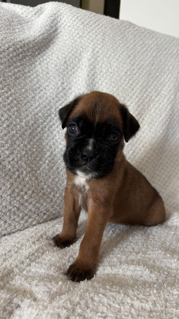 De La Vallée Des Borderies - Chiots disponibles - Boxer